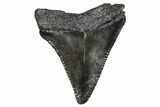 Serrated, Juvenile Megalodon Tooth - South Carolina #368673-1
